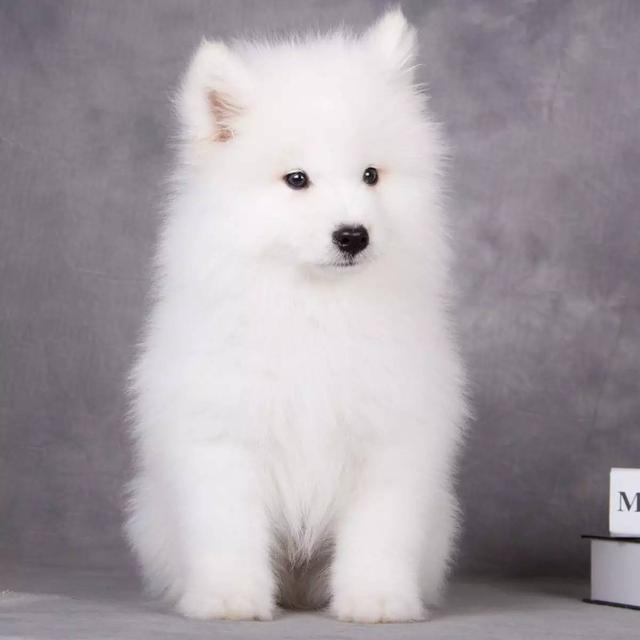 150億市場(chǎng)潛力，辦公室裝修也要開始考慮狗狗的感受了