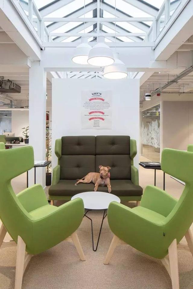 150億市場潛力，辦公室裝修也要開始考慮狗狗的感受了